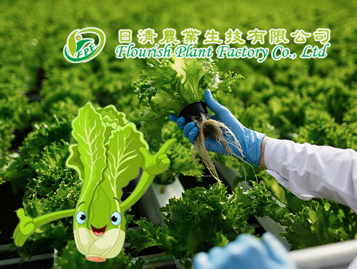 網頁設計-日清農業 有機蔬菜